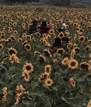 德保游红叶森林公园