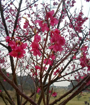 桃花谷随拍，希望今年走桃花运