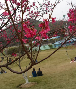 桃花谷随拍，希望今年走桃花运