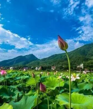 只有夏天才有的景象