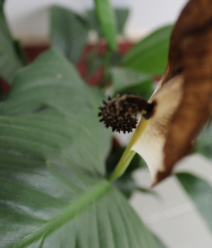 美少女的成长历程