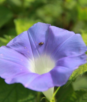 大自然的生命，大自然的味道