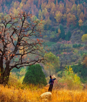 村姑在空旷的野山上采红柿子