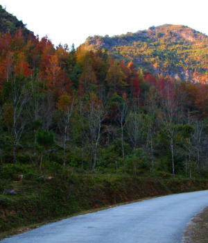 秋山斜阳照，霜叶红似火。