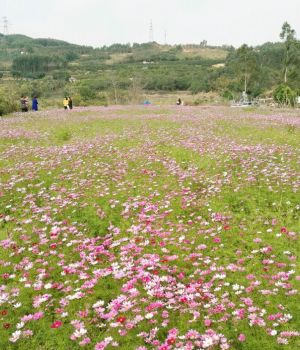 百色福禄河国家湿地公园格桑花海