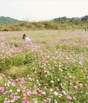 百色福禄河国家湿地公园格桑花海