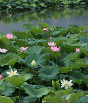 荷之爱，夏之爱