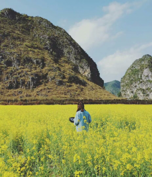 旧州油菜花——背景