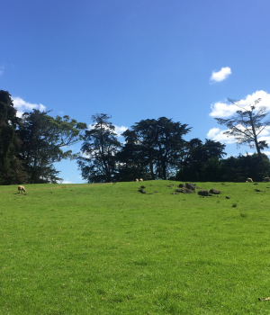 白云悠悠，牛羊悠悠。