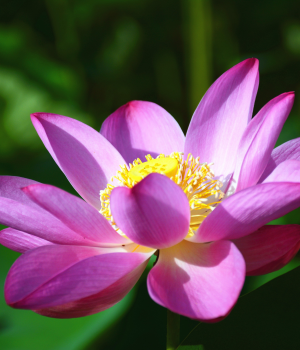 映日荷花别样红