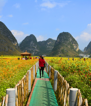 旧州花海醉游人
