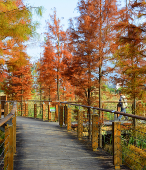 龙潭湿地公园水杉红了