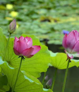夏日荷花别样美