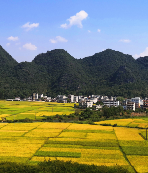 金秋十月，靖西田园美景