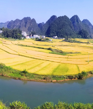 金秋十月，靖西田园美景