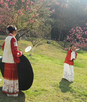 樱花树下的约定