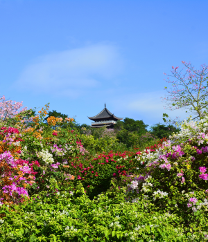 青秀山三角梅盛开了