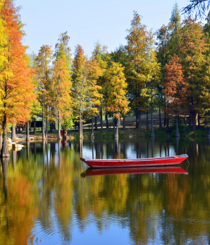 冬天的落羽杉五彩斑斓，太美了！