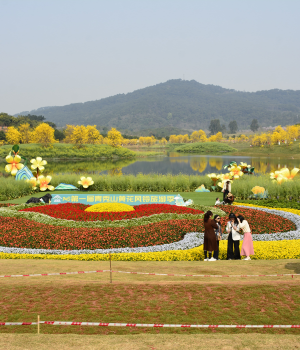 南宁青秀山黄花风铃木绚丽绽放