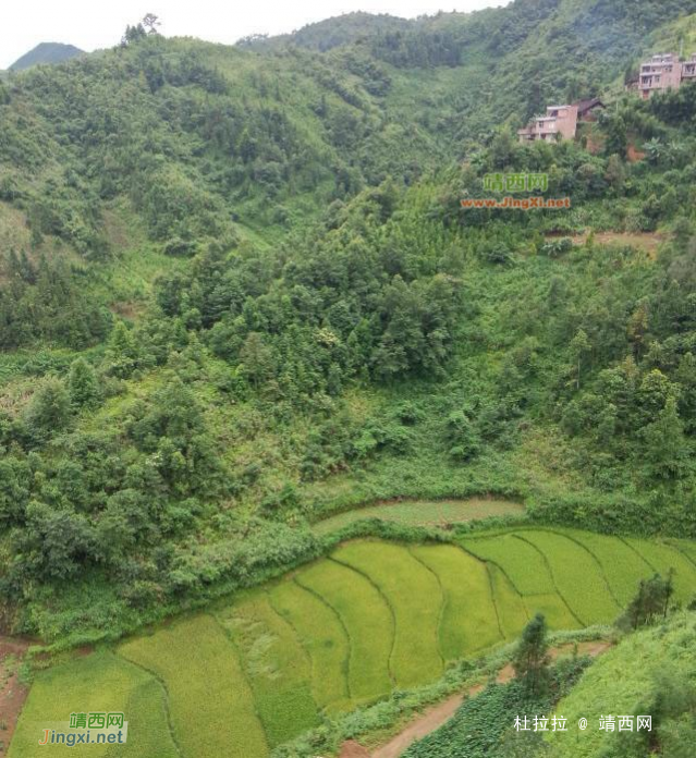 这里风景好，住在这里长命好多年 - 靖西网