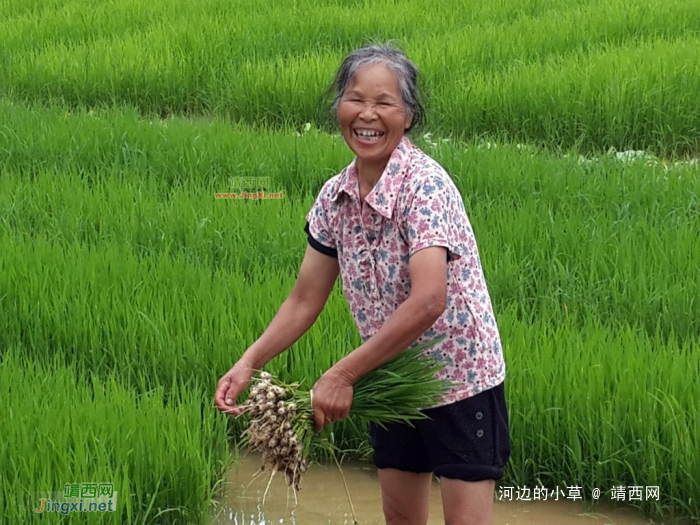 寂寞的农忙 - 靖西网