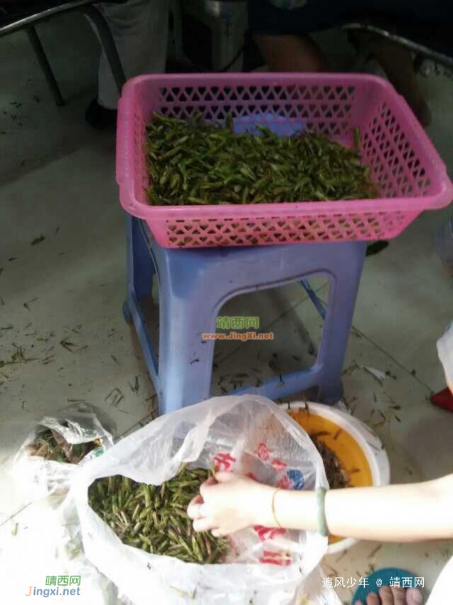 秋收这正宗的蝗虫野味 - 靖西网