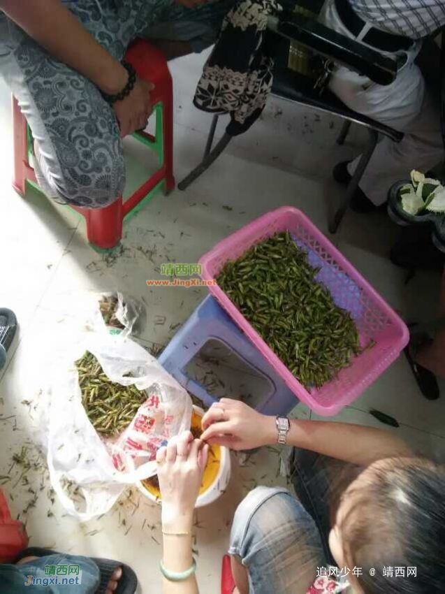 秋收这正宗的蝗虫野味 - 靖西网