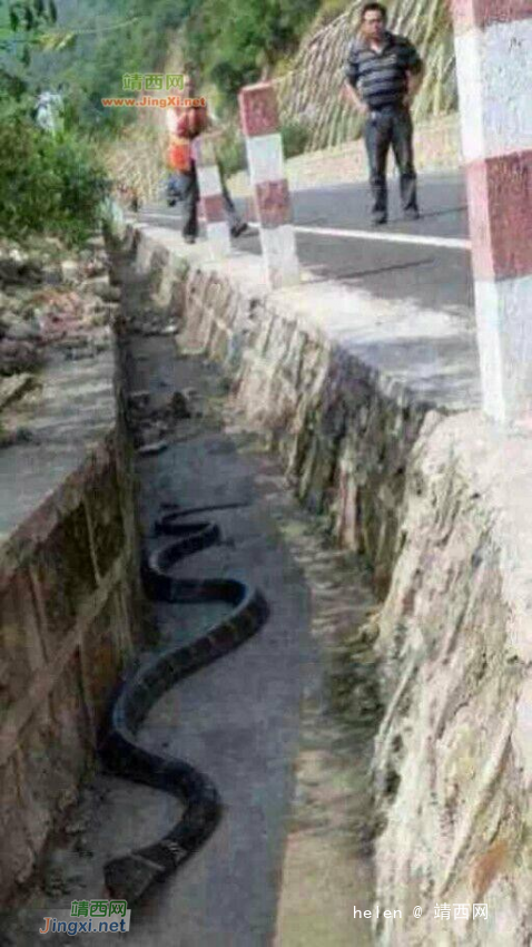 郊外发现的大蛇 - 靖西网
