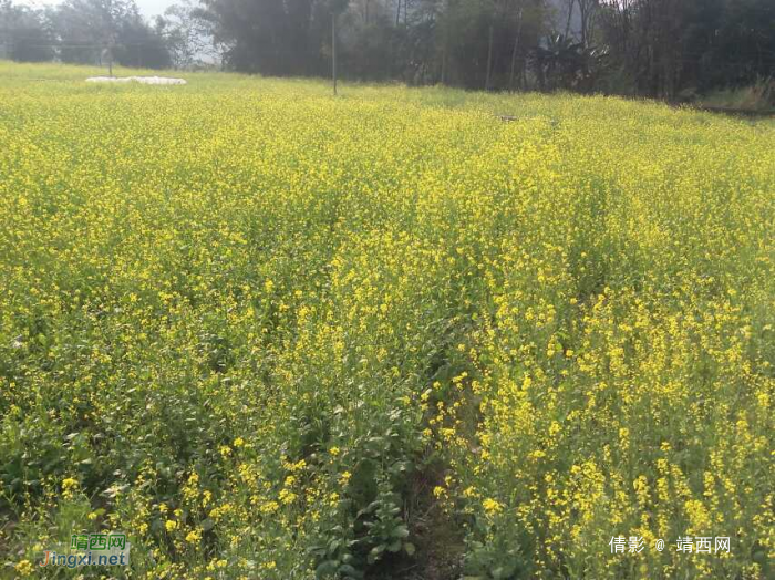 岳圩的油菜花开，何必要去到云南看油菜花开 - 靖西网