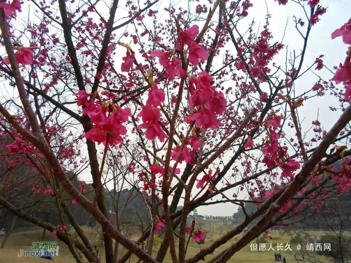 桃花谷随拍，希望今年走桃花运 - 靖西网