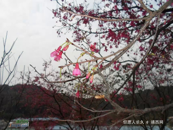 桃花谷随拍，希望今年走桃花运 - 靖西网