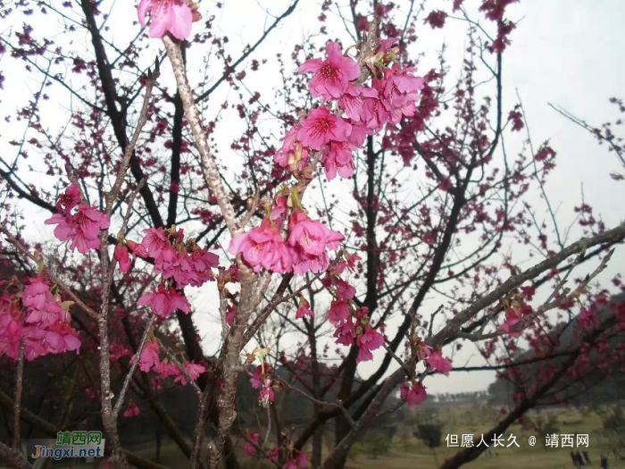 桃花谷随拍，希望今年走桃花运 - 靖西网