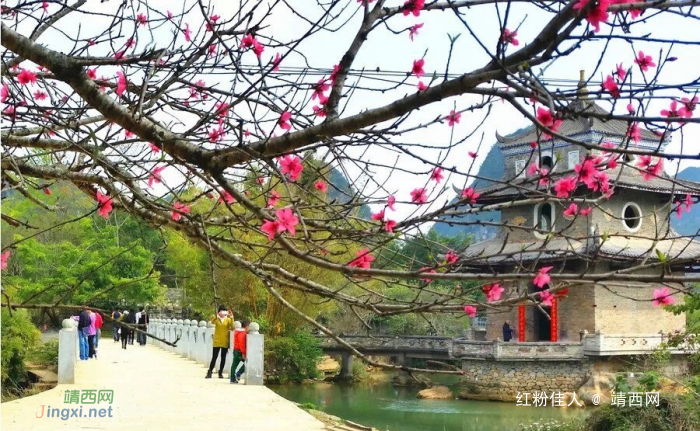 这风景让我爱上你，春节桃花下的旧州风景，暖意里的鹅泉风景 - 靖西网