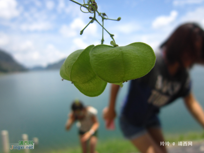 夏天要来了，你说渠洋湖这风景美吗 - 靖西网