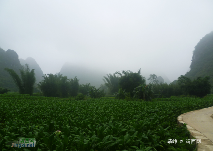 到靖西看瀑布，壮美无比，豪情万丈，爽到巅峰 - 靖西网 - 第2页