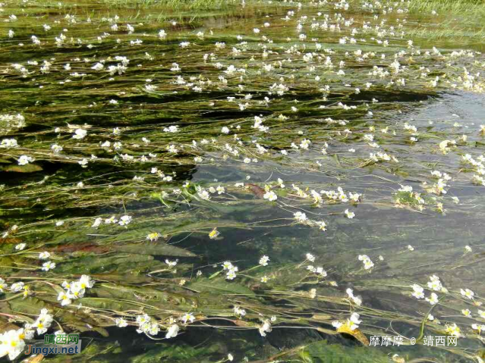 将来评选靖西市市花，海菜花是不是可以考虑一下？ - 靖西网