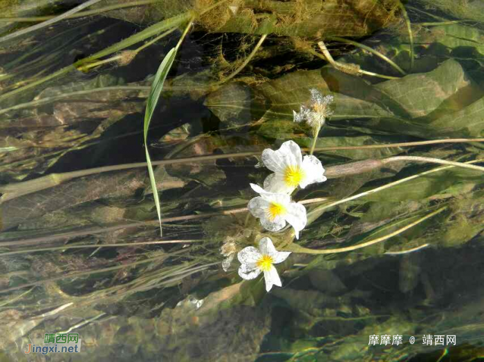 将来评选靖西市市花，海菜花是不是可以考虑一下？ - 靖西网