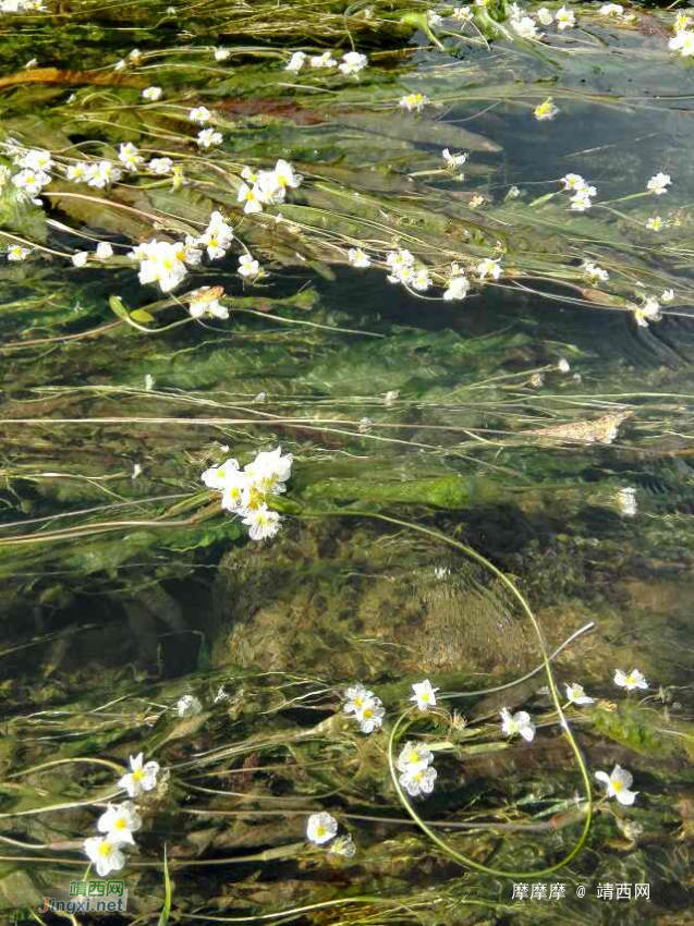 将来评选靖西市市花，海菜花是不是可以考虑一下？ - 靖西网