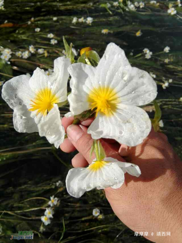 将来评选靖西市市花，海菜花是不是可以考虑一下？ - 靖西网