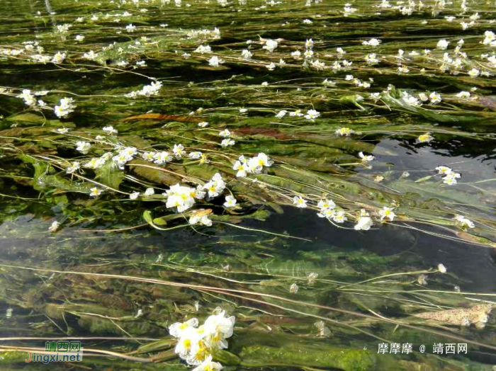 将来评选靖西市市花，海菜花是不是可以考虑一下？ - 靖西网