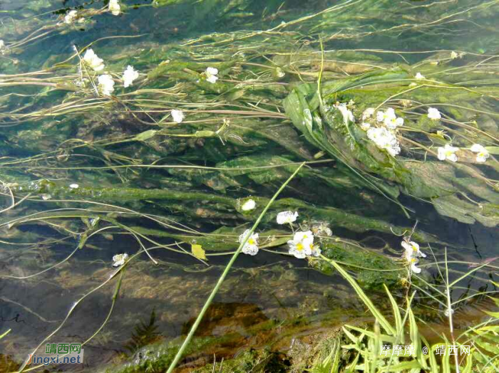 将来评选靖西市市花，海菜花是不是可以考虑一下？ - 靖西网