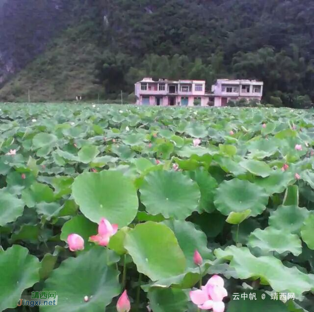 靖西美丽的荷花池还没来得去看就八月了 - 靖西网