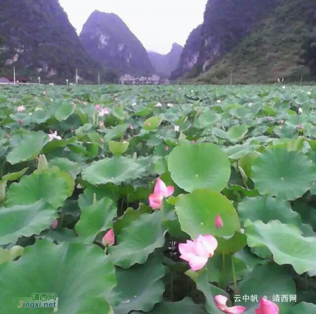 靖西美丽的荷花池还没来得去看就八月了 - 靖西网