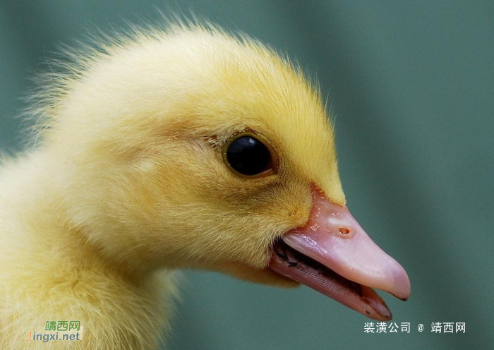 这才是传说中的正宗土鸭！啊，味道好级了！ - 靖西网 - 第3页