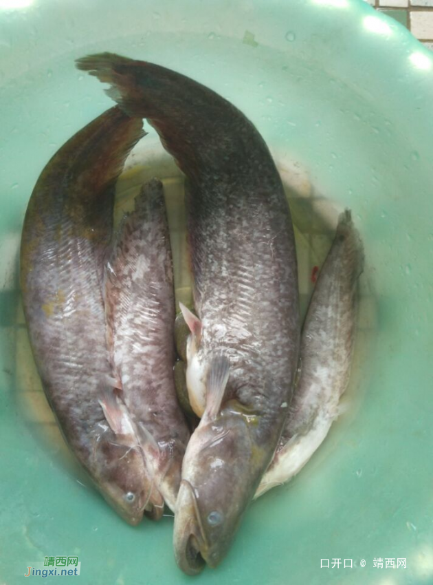 昨天去水库搞了一些鱼，老伯说营养价值高 - 靖西网