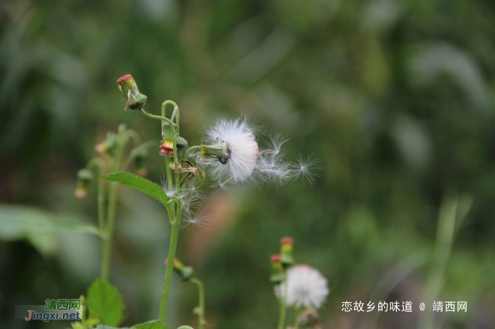 大自然的生命，大自然的味道 - 靖西网