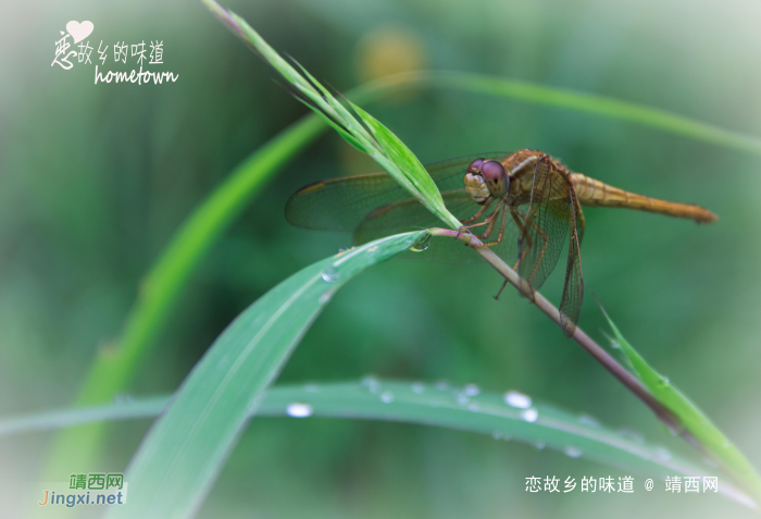 大自然的生命，大自然的味道 - 靖西网