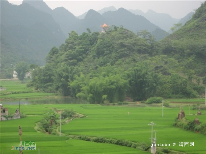 杨先生家的稻谷成熟了-平江村秋收美景 - 靖西网