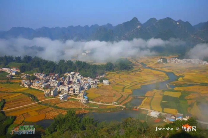 杨先生家的稻谷成熟了-平江村秋收美景 - 靖西网