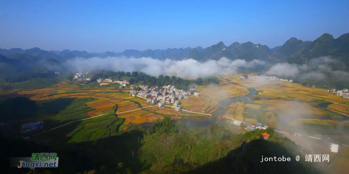 杨先生家的稻谷成熟了-平江村秋收美景 - 靖西网